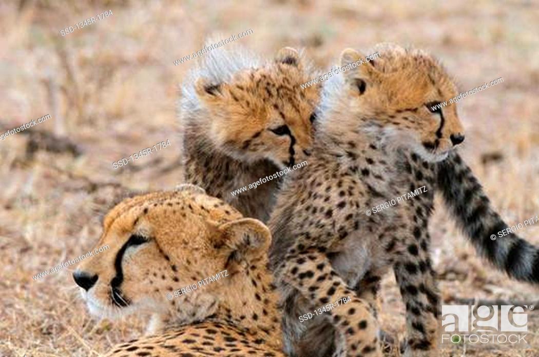 Stock Photo: Kenya, Masai Mara National Reserve, Cheetah Acinonyx jubatus mother with cubs.
