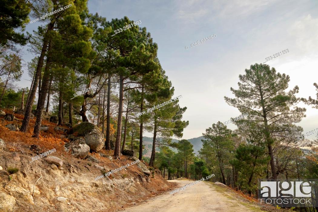Stock Photo: Hornillos road in the Sierra de Gredos. Piedralaves. Avila. Castilla Leon. Spain. Europe.