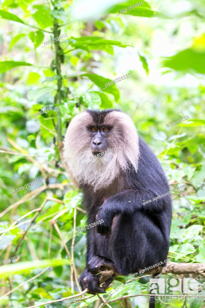 Asia, India, Tamil Nadu, Anaimalai Mountain Range Nilgiri hills, Lion-tailed  macaque Macaca silenus, Stock Photo, Picture And Rights Managed Image. Pic.  D88-2526955 | agefotostock