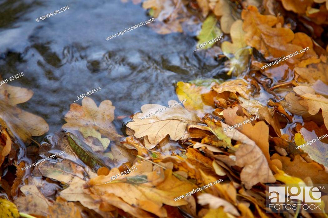Stock Photo: Fallen oak leaves in a stream.