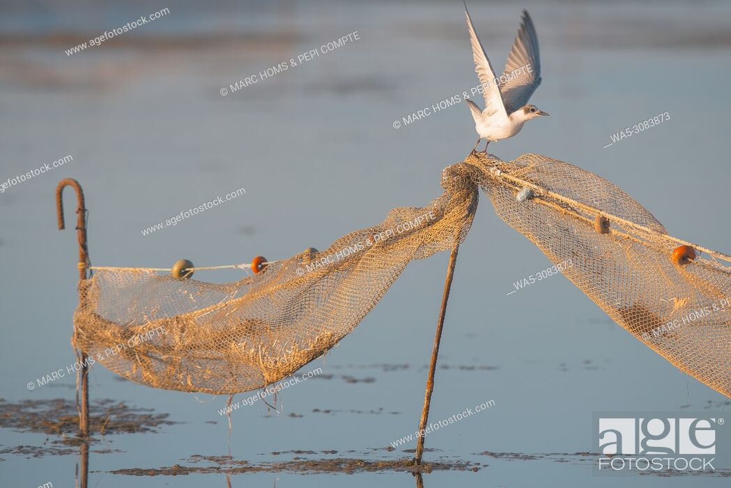Stock Photo: Black headed gull posed on a fishing network in Deltebre, Catalonia, Spain.