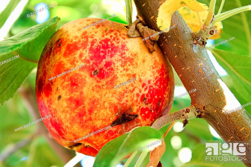 Stock Photo: Bruises and cuts over an apple caused by hail.