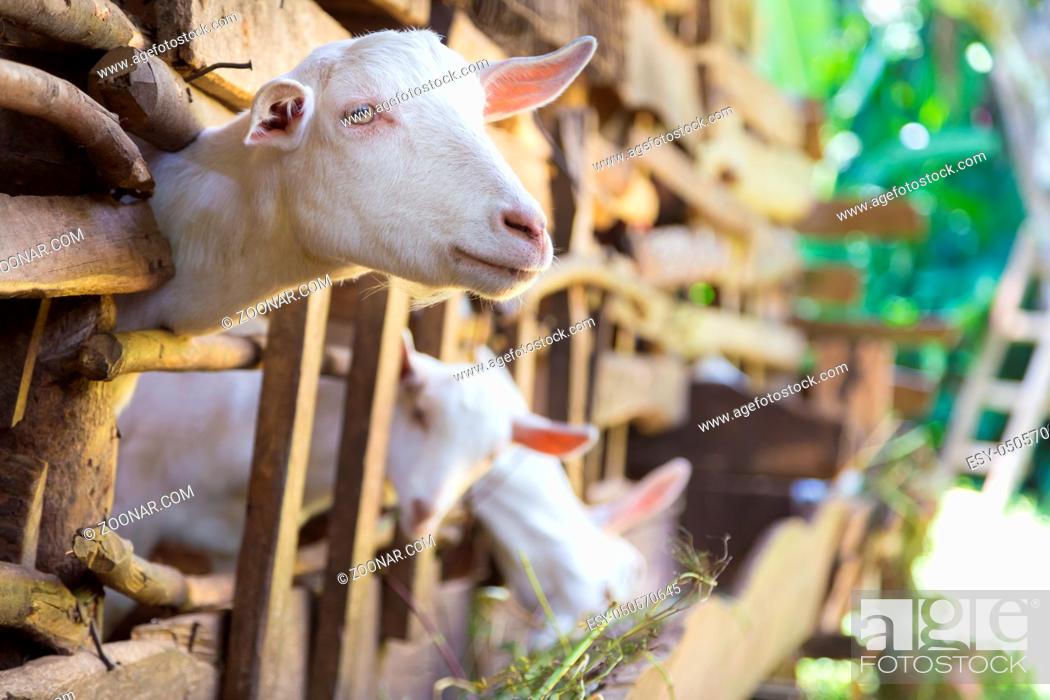 Stock Photo: Three curious domestic white goats stick their heads through vintage wooden bars of stable.