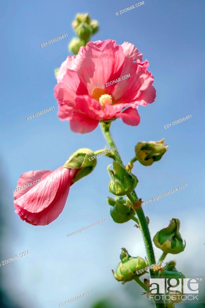 Stock Photo: Pink Mallow Flowering in East Grinstead.