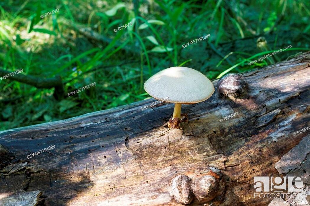 Stock Photo: Poisonous mushroom grow from log in forest. Natural organic toxic plants growing in wood.