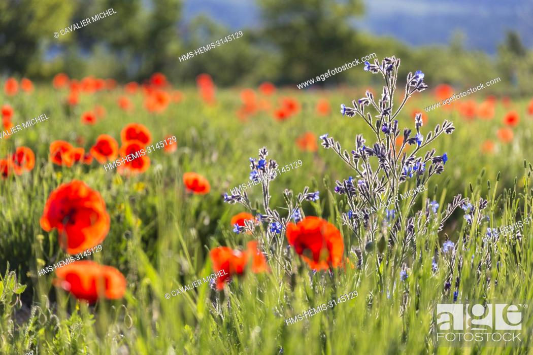 Stock Photo: France, Vaucluse, regional natural reserve of Luberon, Viens, blue flowers of italian bugloss (Anchusa Italica) in a field of poppies (Papaver rhoeas).