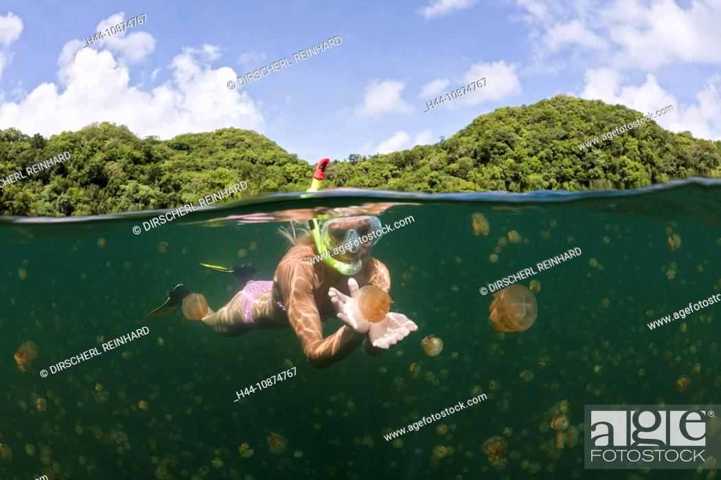 Stock Photo: Schwimmen mit harmlosen Quallen, Mastigias papua etpisonii, Quallensee, Mikronesien, Palau, Swimming with harmless Jellyfishes, Mastigias papua etpisonii.