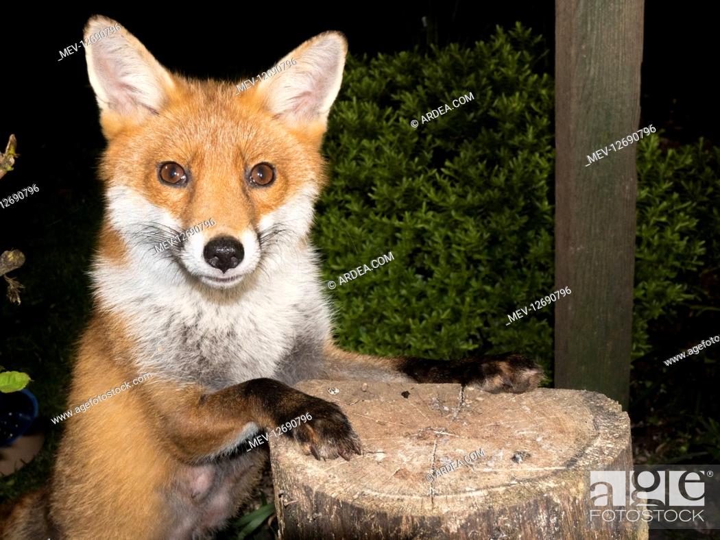 European red fox vixen - urban fox in garden - Birmingham UK, Stock Photo,  Picture And Rights Managed Image. Pic. MEV-12690796 | agefotostock