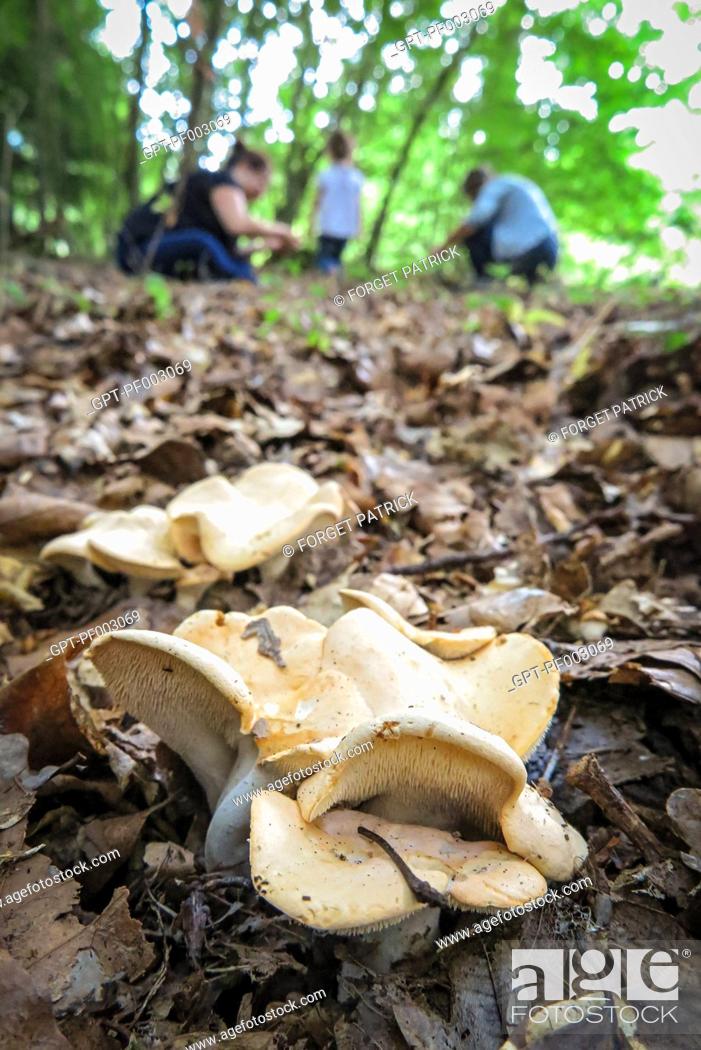 Stock Photo: GATHERING MUSHROOMS IN THE FOREST, HYDNUM REPANDUM ALSO CALLED THE HEDGEHOG MUSHROOM, CONCHES (27), FRANCE.