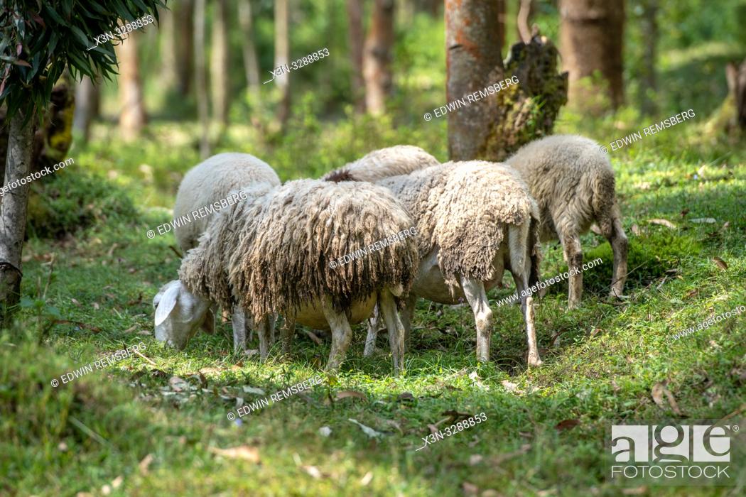Stock Photo: Sheep grazing in Eucalyptus grove, Kinigi, Rwanda.