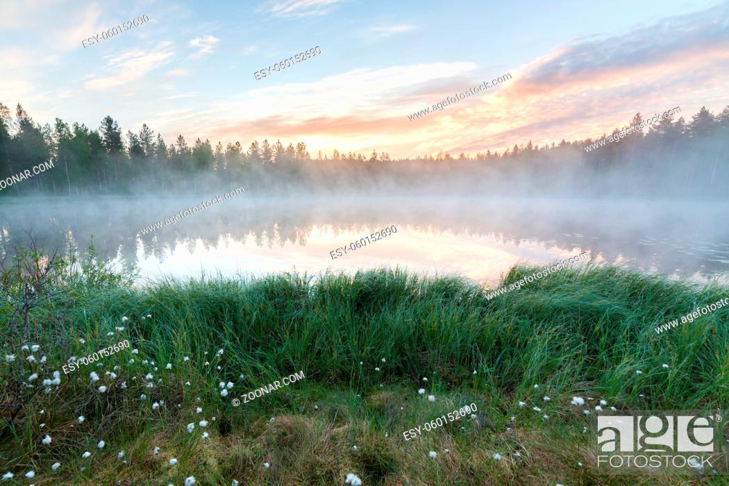 Stock Photo: Foggy morning at forest pond landscape Finland.