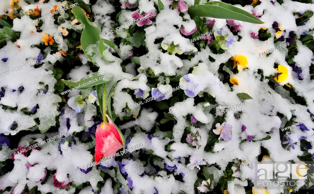 Stock Photo: dpatop - Spring flowers covered with snow in Nesselwang, Germany, 16 April 2017. Photo: Karl-Josef Hildenbrand/dpa | usage worldwide.