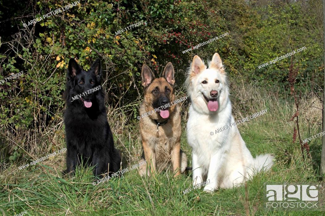 Dog Black Sable White German Shepherd X3 With Autumn Colours Stock Photo Picture And Rights Managed Image Pic Mev 11773007 Agefotostock