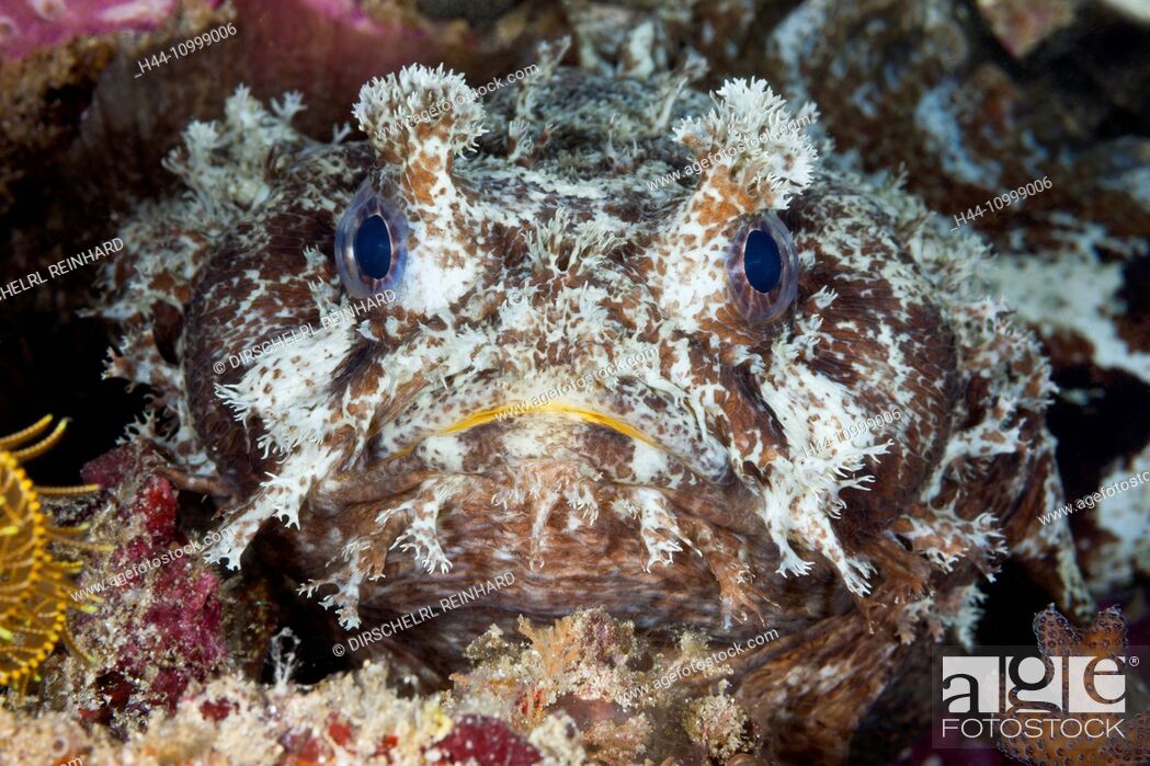 Stock Photo: Banded Toadfish, Halophryne diemensis, Raja Ampat, West Papua, Indonesia.