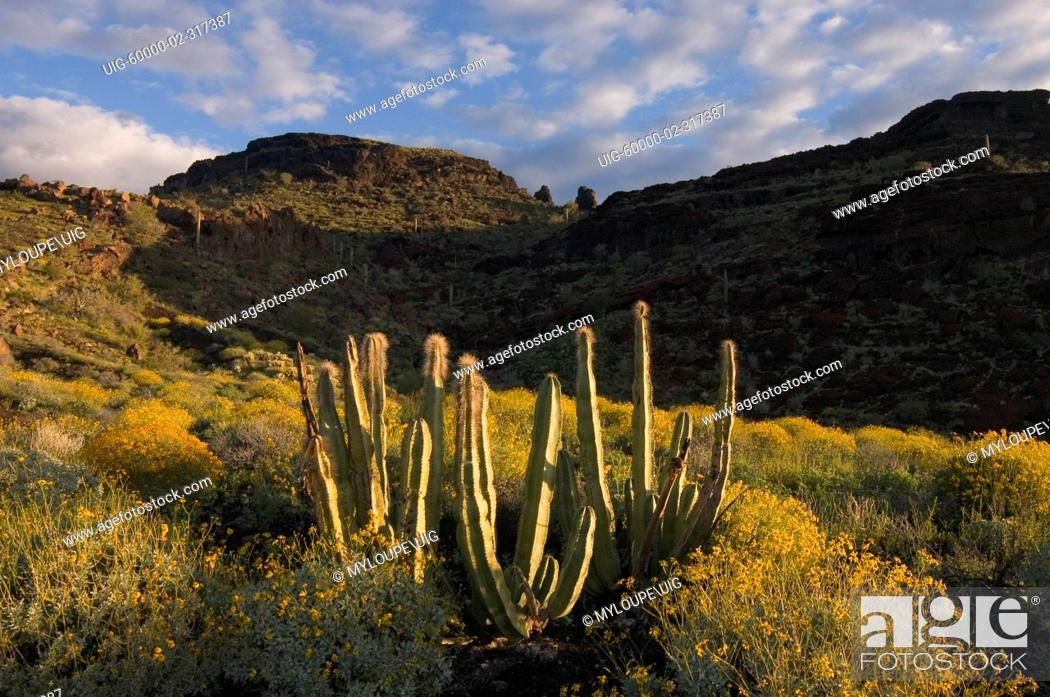 Stock Photo: BRITTLEBUSH Encelia farinosa & SENITA CACTUS at RED CONE in the SANORAN DESERT - EL PINACATE NATIONAL PARK, MEXICO.