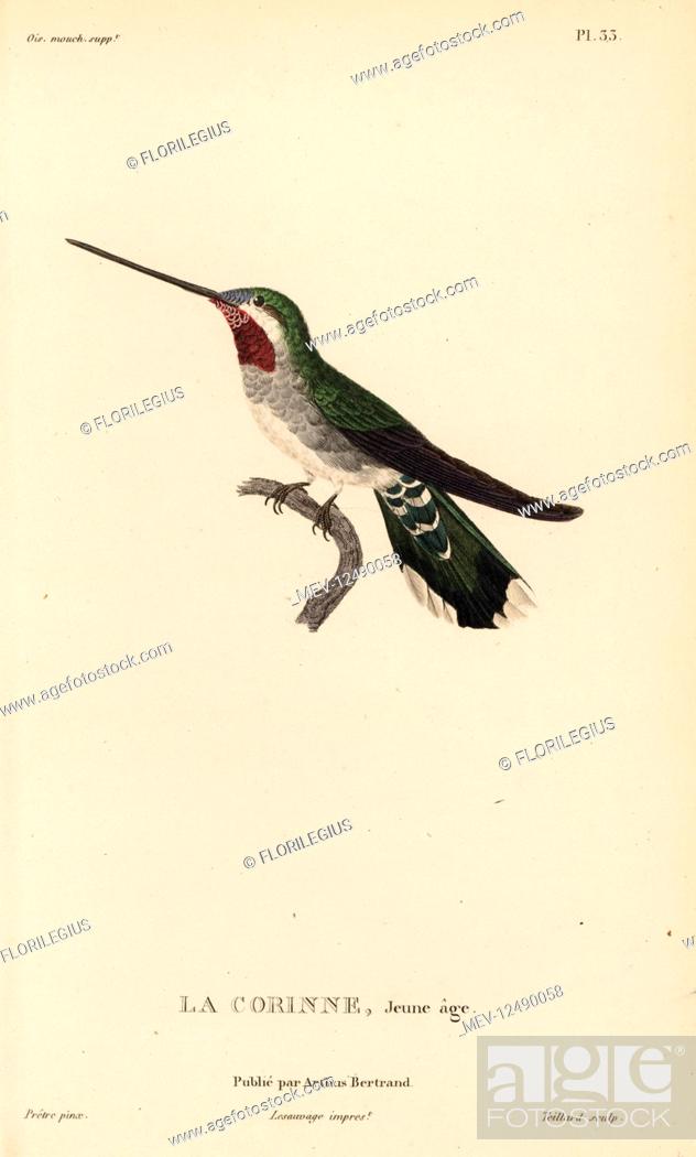Stock Photo: Long-billed starthroat, Heliomaster longirostris (Ornismya superba). Juvenile. Handcolored steel engraving by Coutant after an illustration by Jean-Gabriel.