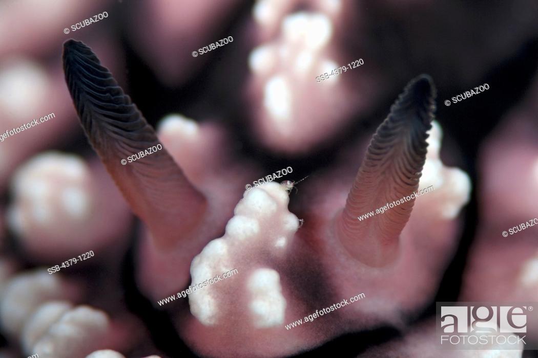 Stock Photo: Close-up of Nudibranch and Water Flea.