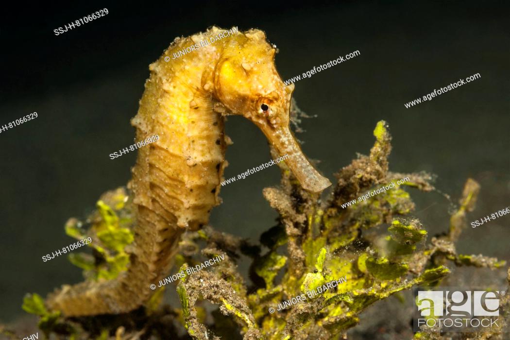 Stock Photo: Half-spined Seahorse (Hippocampus semispinosus) under water. Molucca Sea, Lembeh Strait, North Sulawesi, Indonesia.