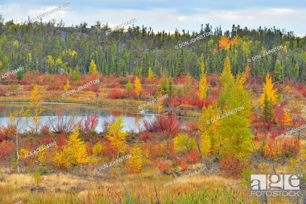 Stock Photo: Autumn colour on dwarf birch and aspen, Yellowknife, Northwest Territories, Canada.