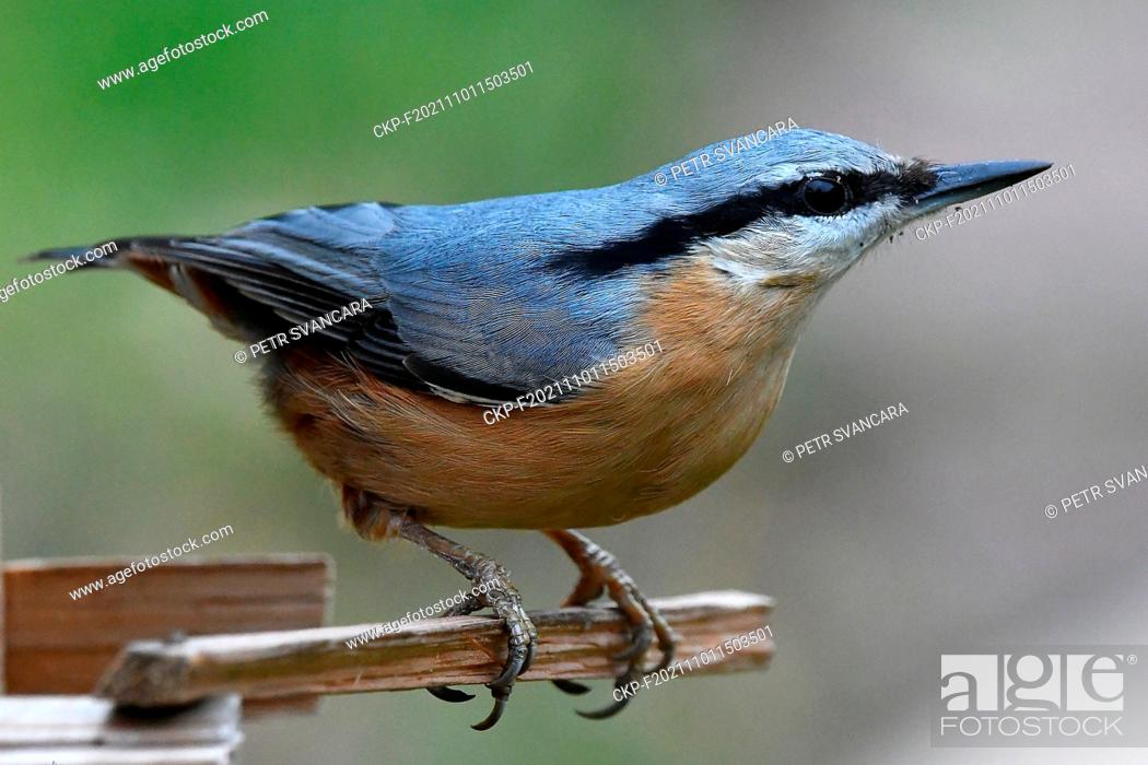 Stock Photo: The Eurasian nuthatch or wood nuthatch (Sitta europaea) is sitting on the garden garden bird feeder in Letovice, Czech Republic, November 1, 2021.