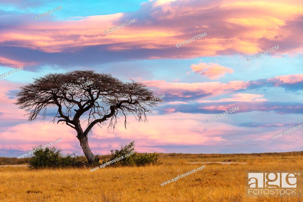 Stock Photo: pink african sunset over acacia tree, nature wilderness scene, Africa safari.