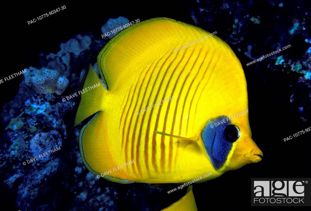 Stock Photo: The Red Sea, The blue cheeked butterflyfish Chaetodon semilarvatus is also known as the masked or golden butterflyfish.