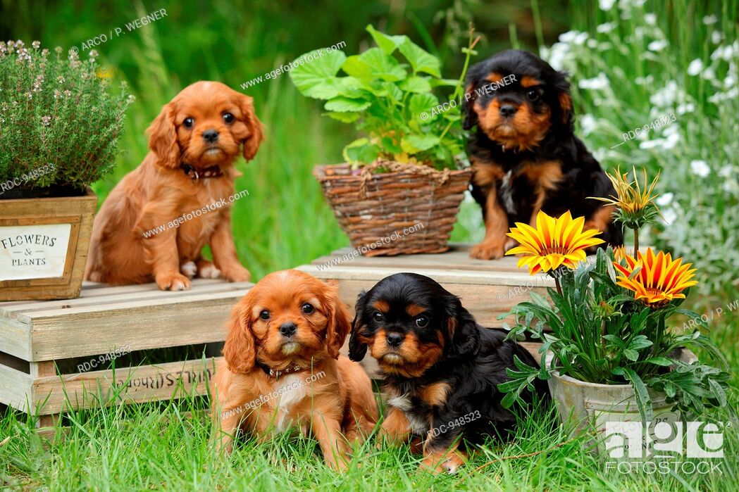 Cavalier King Charles Spaniel Puppies Black And Tan And Ruby 6 Weeks Stock Photo Picture And Rights Managed Image Pic Rdc 948523 Agefotostock