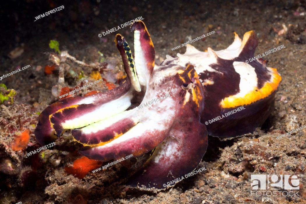 Stock Photo: Flamboyant Cuttlefish, Metasepia pfefferi, Lembeh Strait, Sulawesi, Indonesia.