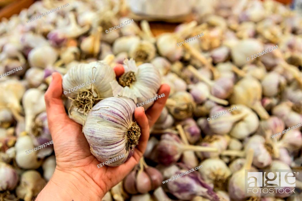 Stock Photo: a handful of garlic.man's hand holding three big heads of fresh garlic at the local food market. Many other heads in the blurred background.