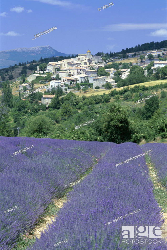 Imagen: France, Provence, Aurel,  skyline, Lavendelfeld,  Detail  Europe, South France, village, place, mountain village, houses, monument protection, field.