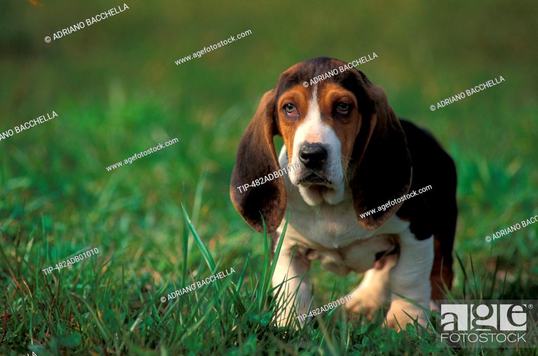 Basset Artesien Normand Norman Artesian Basset Portraits Stock Photo Picture And Rights Managed Image Pic Tip 482adb01010 Agefotostock
