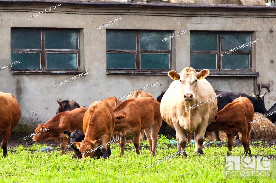 Stock Photo: young and mature cows on dairy farm.