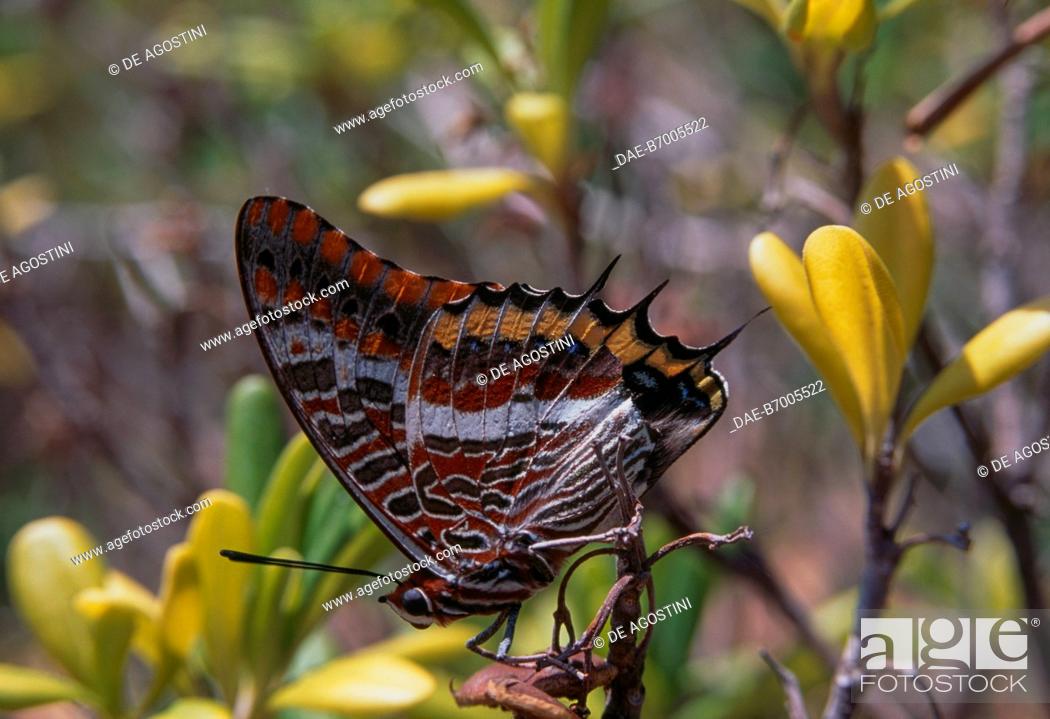 CHARAXES JASIUS septentrionalis**PAIR ** ITALY 