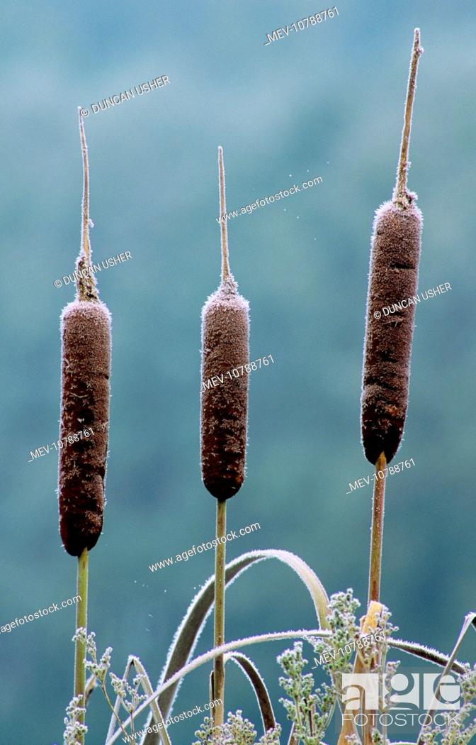 Stock Photo: Greater REED-MACE / Bulrush / Common Cattail - seed heads in winter (Typha latifolia).