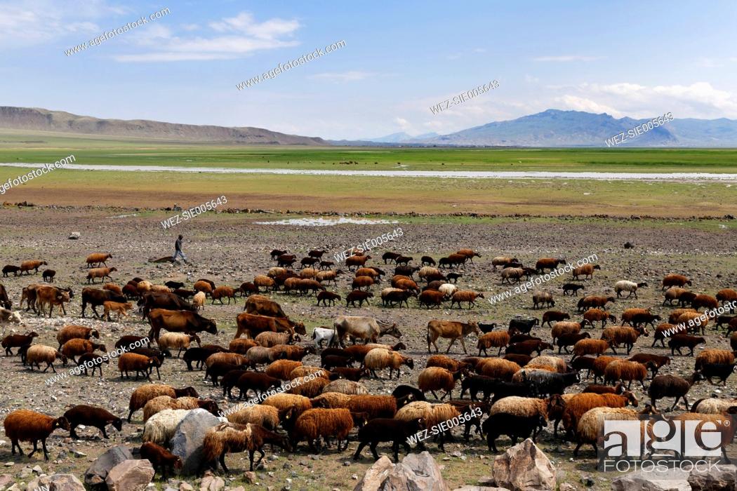 Stock Photo: Turkey, Eastern Anatolia, Agri Province, Herd of sheep.