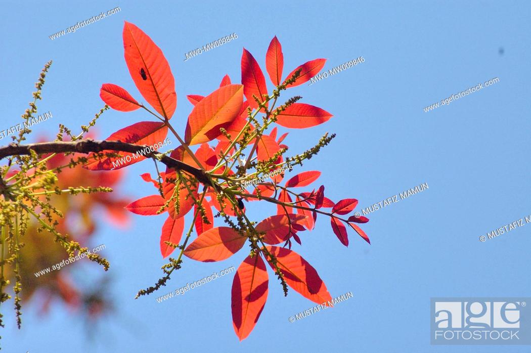 Stock Photo: New leaves on the tree in spring at Ramna Park in Dhaka Bangladesh March 17, 2007.