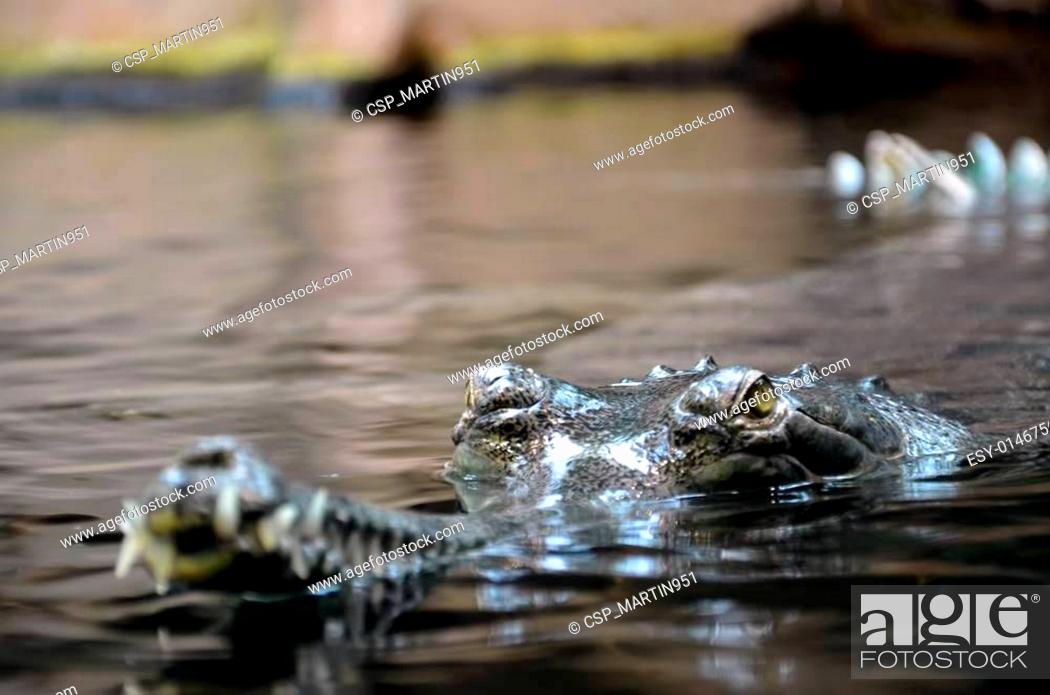 Stock Photo: crocodile in water photo.