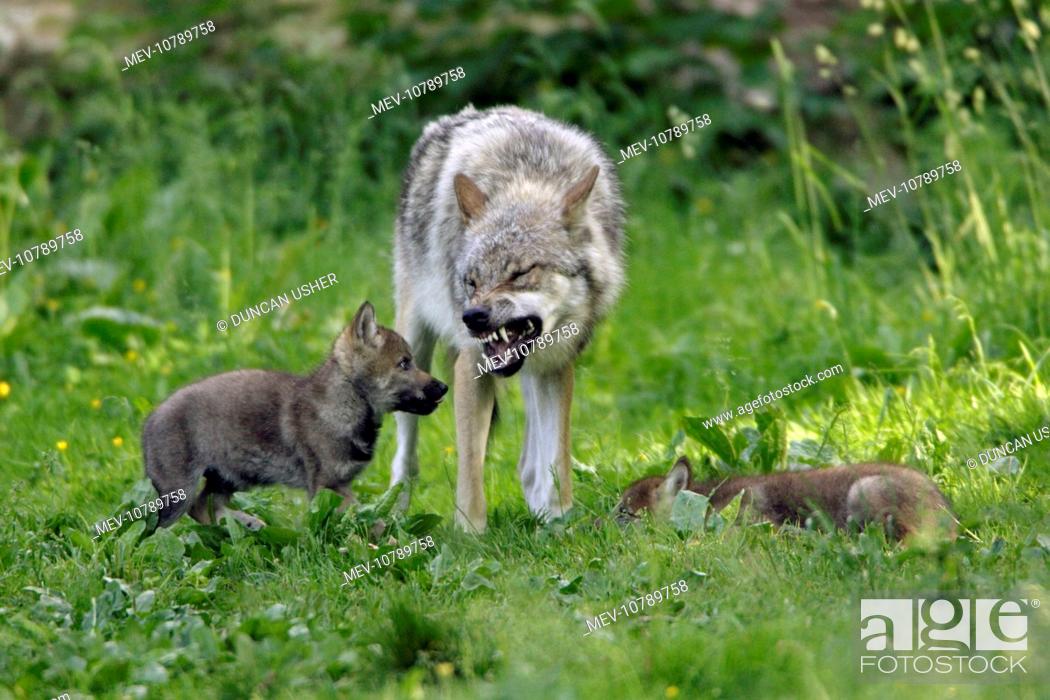 Stock Photo: European Grey Wolf - cubs begging for food from pack member (Canis lupus).