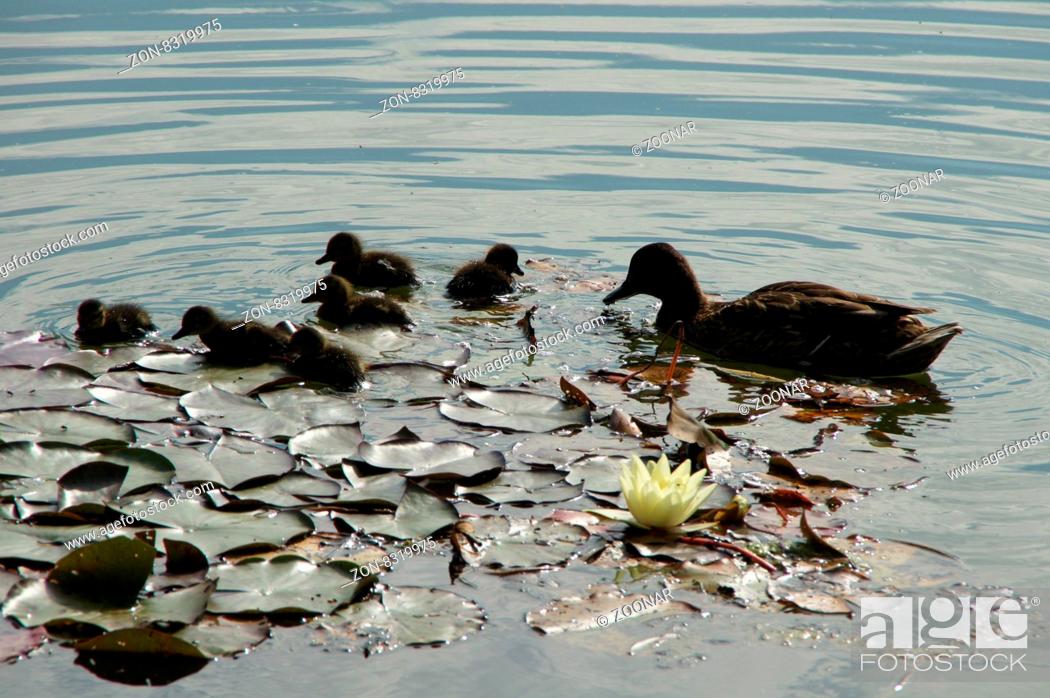Stock Photo: Anas platyrhynchos, Stockente, Mallard, weibliche Ente mit Jungen, female Duck with chicken.