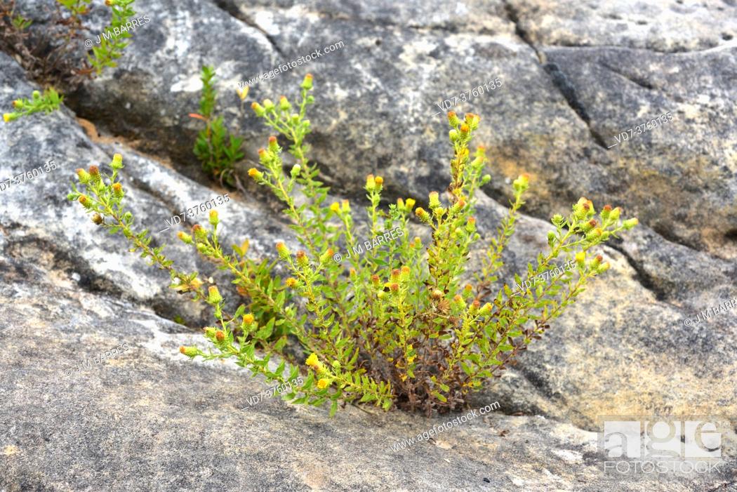 Photo de stock: Rock tea (Chiliadenus glutinosus or Jasonia glutinosa) is a medicinal perennial herb native to Spain, southern France and Morocco.
