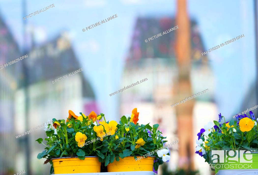 Imagen: 23 February 2021, Hessen, Darmstadt: Spring bloomers stand on the Luisenplatz. The backdrop of the central square is reflected in the window of the flower shop.
