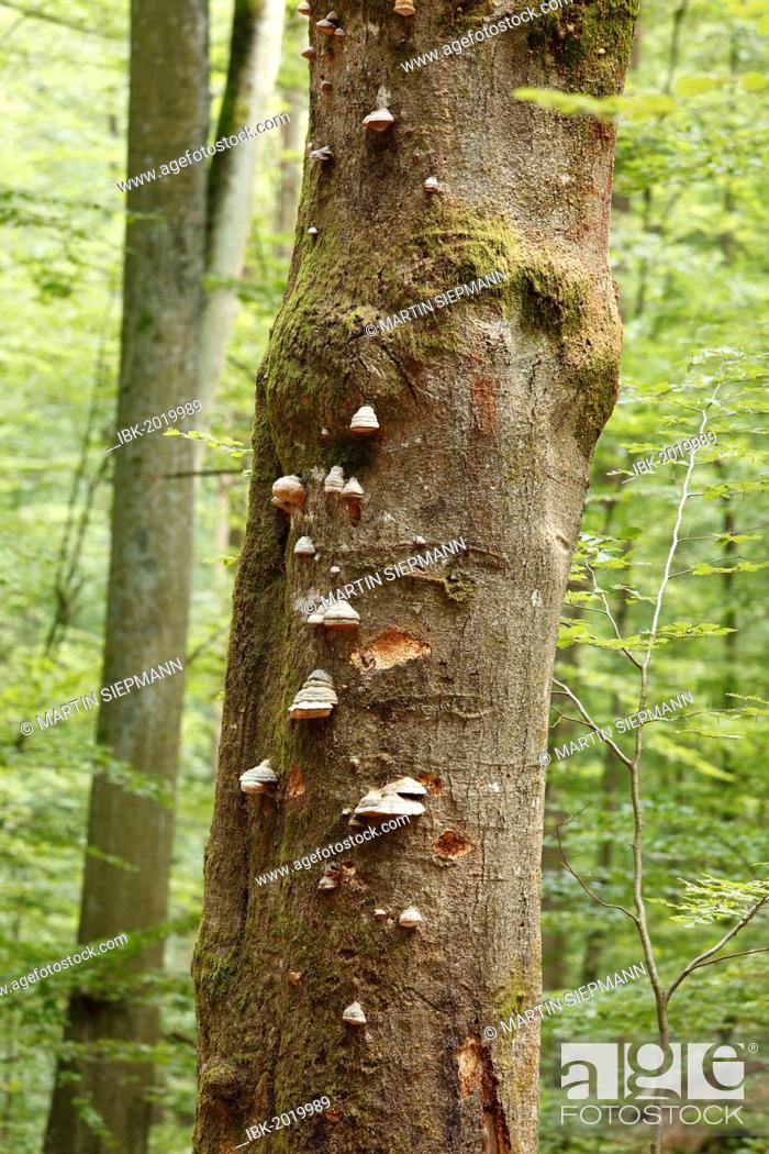 Stock Photo: Trunk of a Beech (Fagus sylvatica) with bracket fungi, Steigerwald, Lower Franconia, Franconia, Bavaria, Germany, Europe, PublicGround.