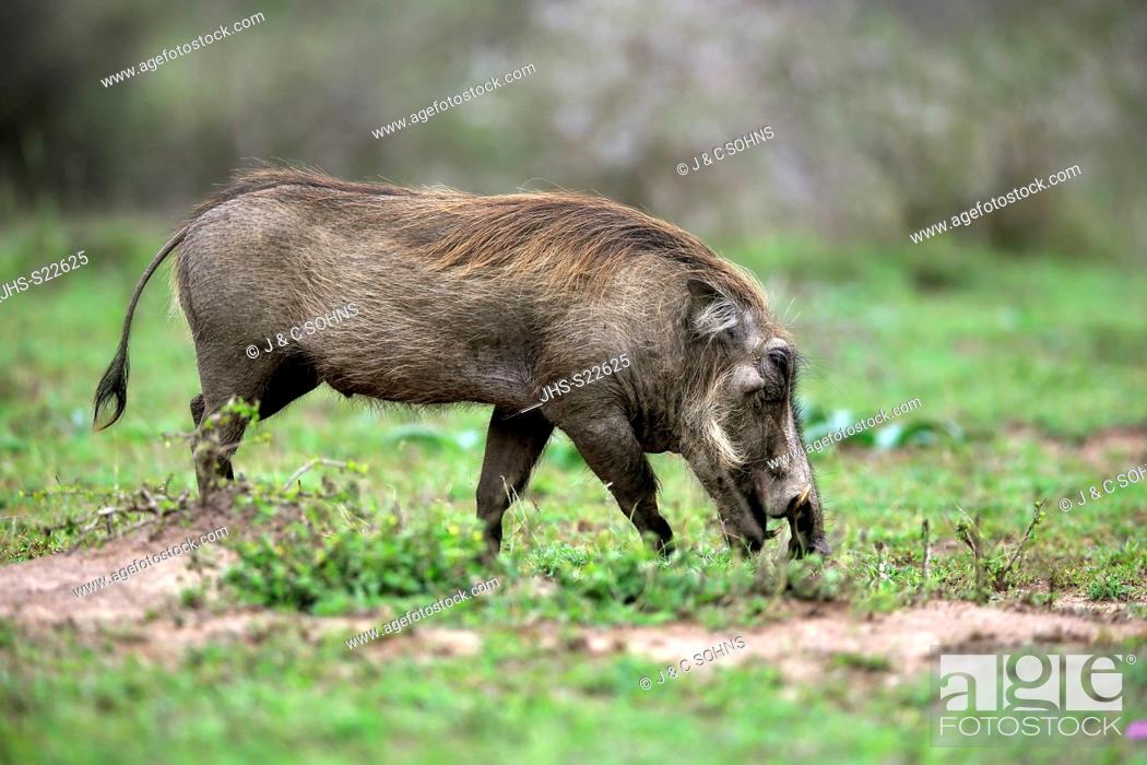 Stock Photo: Warthog, (Phacochoerus aethiopicus), adult walking searching for food, Hluhluwe Umfolozi Nationalpark, Hluhluwe iMfolozi Nationalpark, KwaZulu Natal.