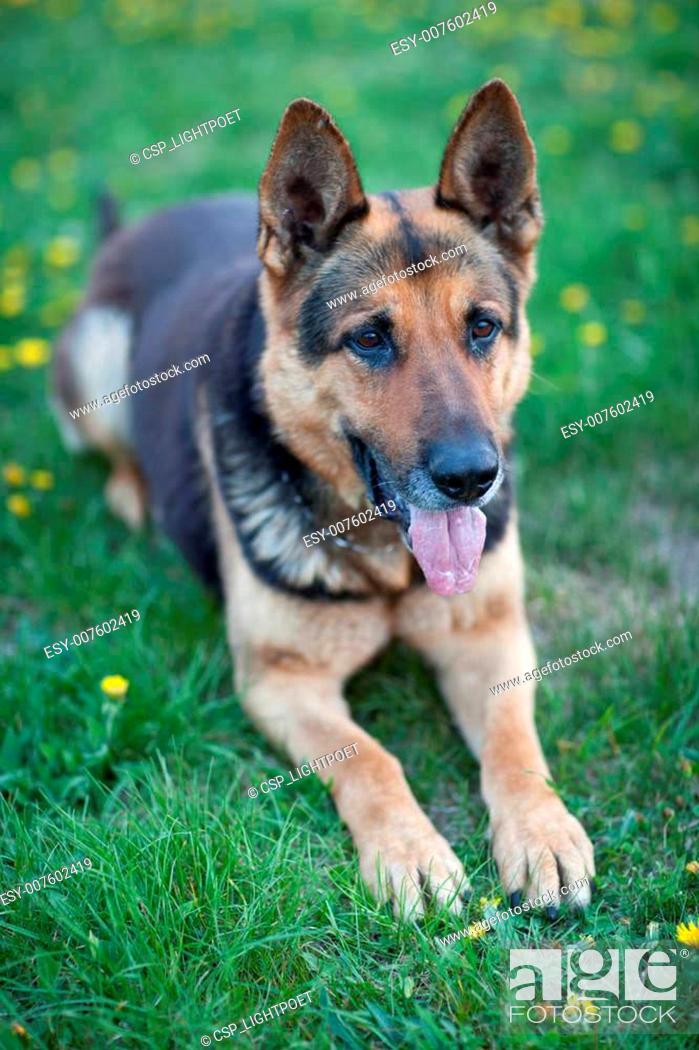 Stock Photo: Clever German Shepherd dog lying in the spring grass.