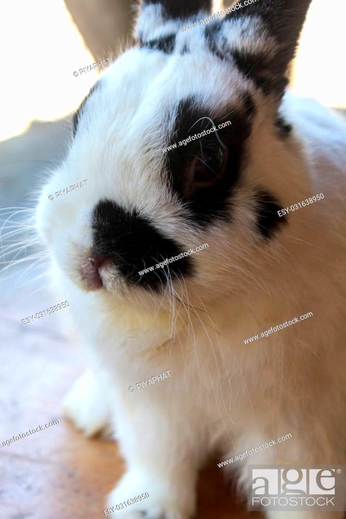 View Of Rabbit Close Up White Black Netherland Dwarf Rabbit Stock Photo Picture And Low Budget Royalty Free Image Pic Esy 031638950 Agefotostock