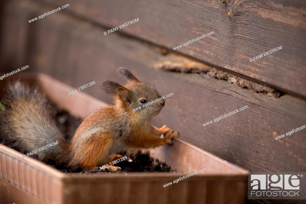 Imagen: Young red squirrel (Sciurus vulgaris).