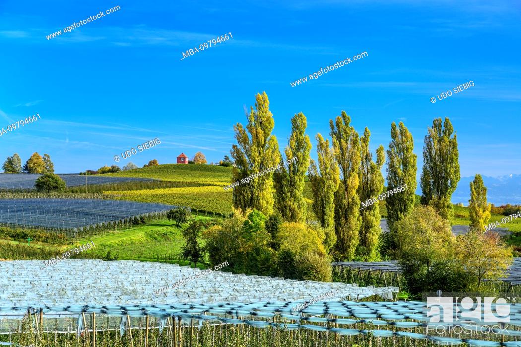 Stock Photo: Germany, Baden-Württemberg, Lake Constance, Immenstaad on Lake Constance, view from the apple path to Hohberg.
