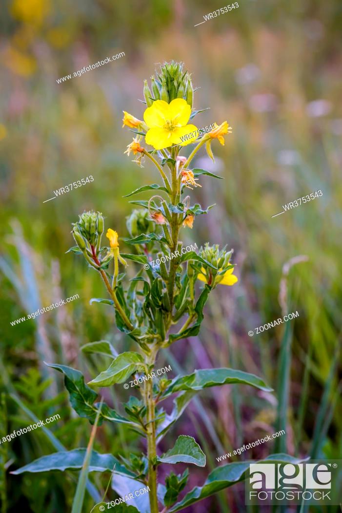 Stock Photo: Open yellow Oenothera Biennis flower, also known as common evening-primrose, evening primerose,  evening star and sun drop.