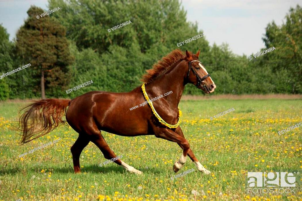 Stock Photo: Chestnut horse galloping at dandelion field with circlet.