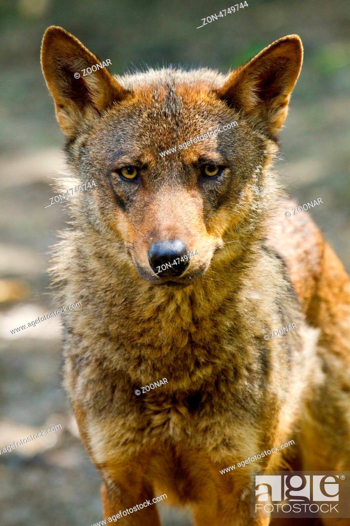 Stock Photo: Iberian wolf (Canis lupus signatus).